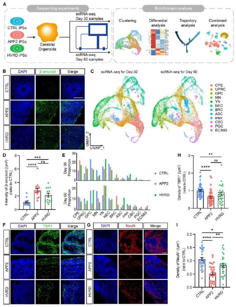 图 1：fAD 与对照脑类器官的细胞组成差异