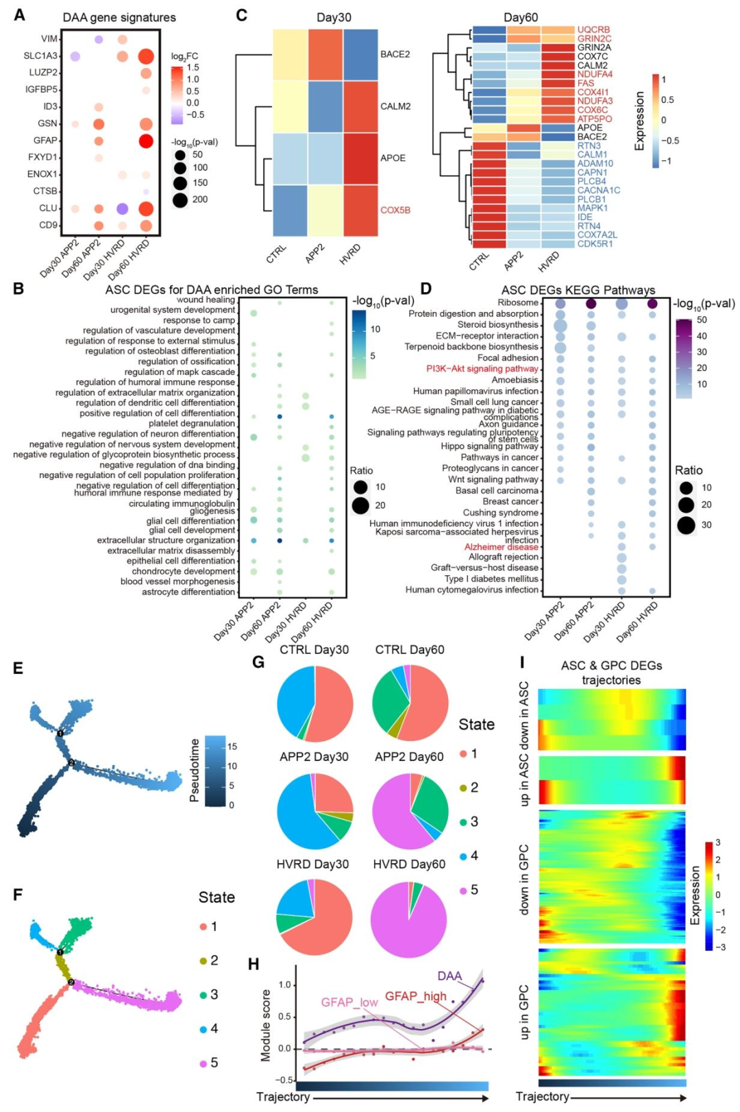 图 3：胶质细胞的 AD 样特征