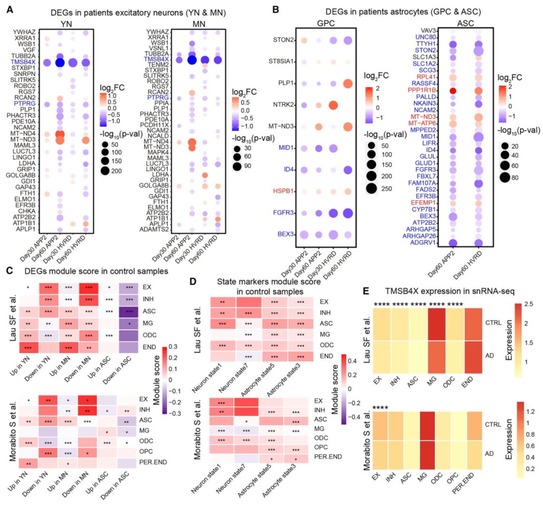 图 4：fAD 类器官与 AD 患者数据的联合分析