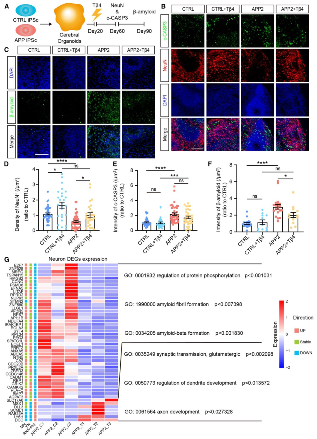 图 5：Tβ4 挽救 fAD 类器官的病理缺陷