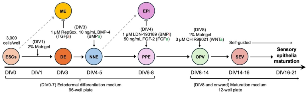 图 1：小鼠胚胎干细胞(mESCs)生成内耳类器官的流程