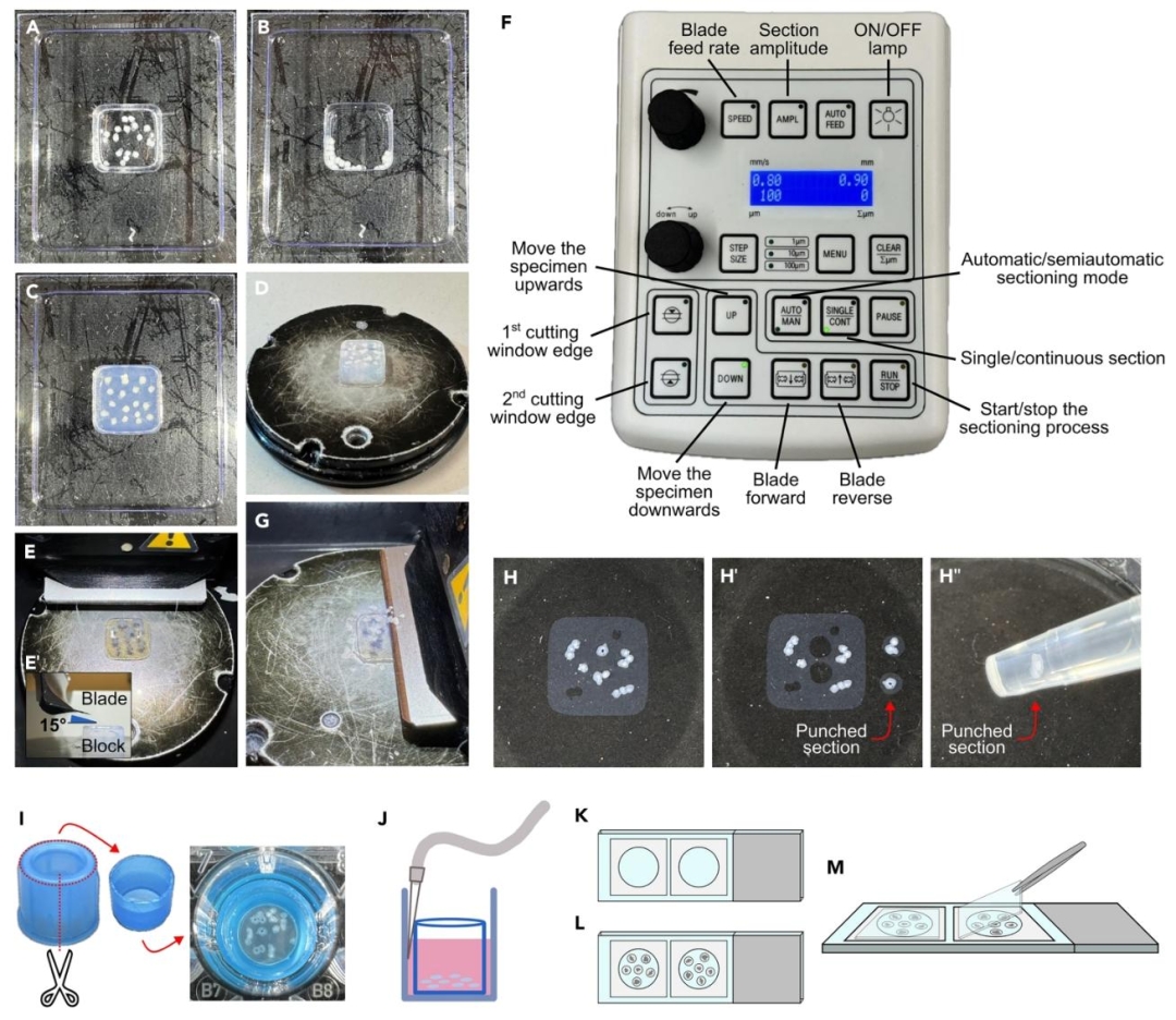 图 2：内耳类器官的包埋、振动切片与免疫染色流程