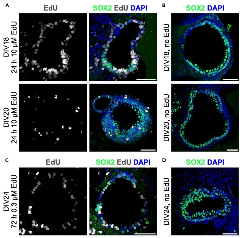 图 5：EdU 处理的毒性验证