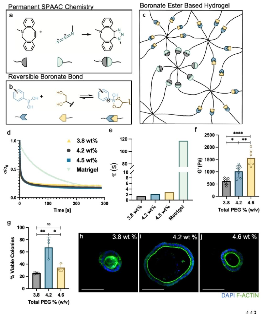 图 1:硼酸盐酯 PEG 水凝胶的化学结构与力学特性