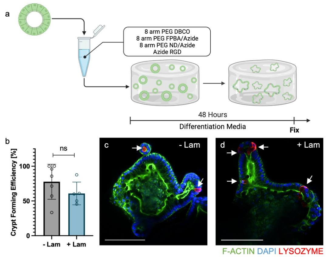图 2:无外源性层粘连蛋白时的隐窝形成