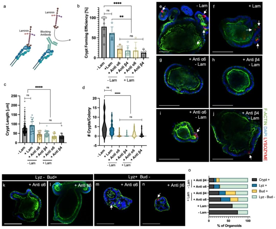 图 3:整合素 α6β4 介导层粘连蛋白相互作用