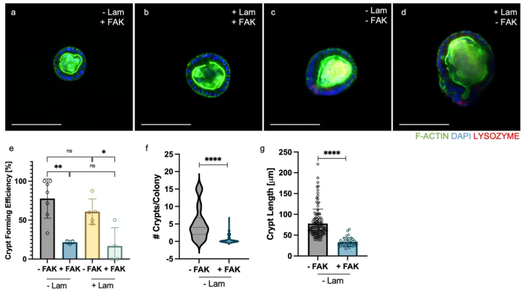 图 4:FAK 抑制剂影响隐窝形成