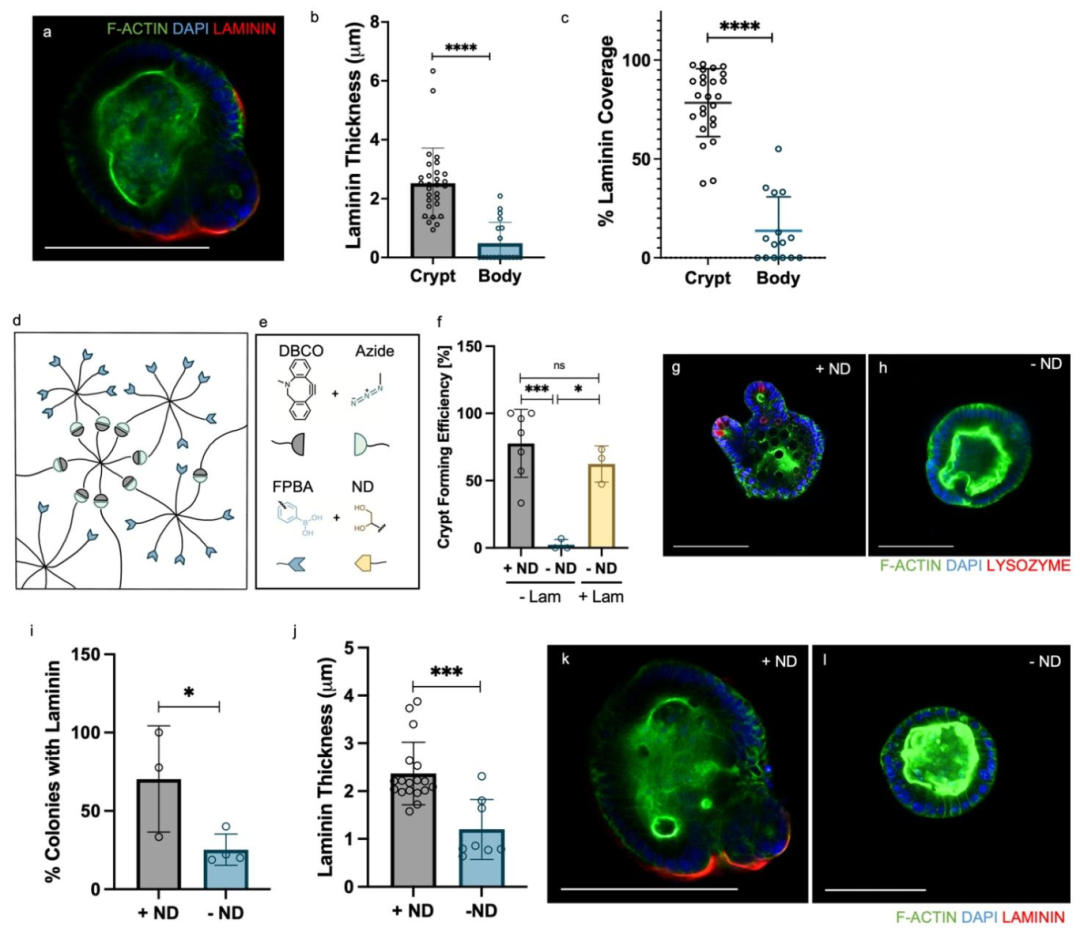 图 5:应力松弛促进内源性层粘连蛋白沉积