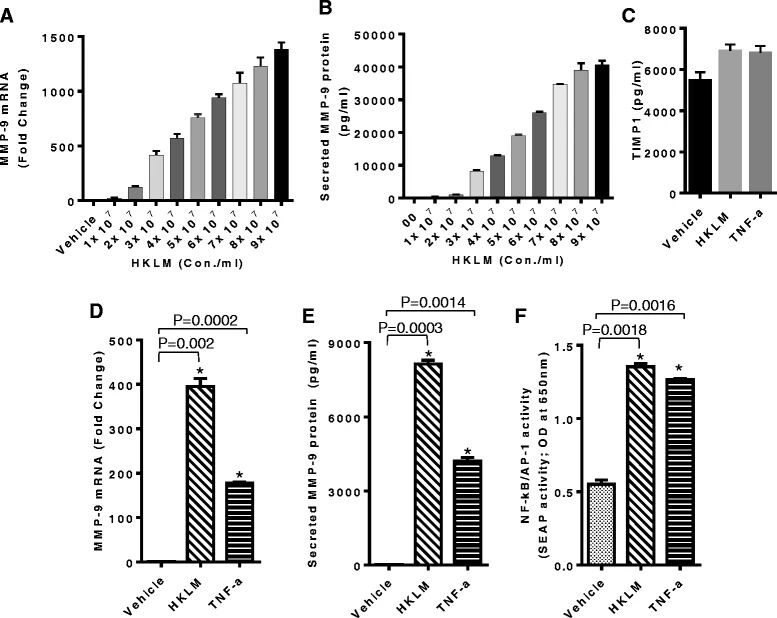 图1:HKLM 上调 THP-1 细胞中 MMP-9 的表达