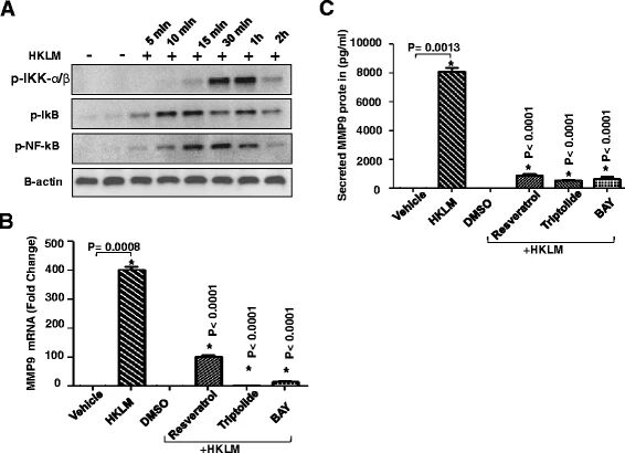 图5:NF-κB 通路抑制剂对 HKLM 诱导 MMP-9 表达的影响