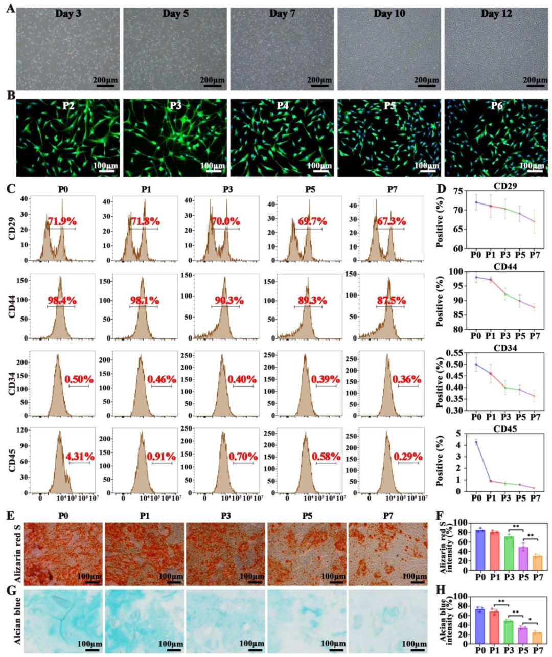 图 1:兔 BMSC 的分离与鉴定