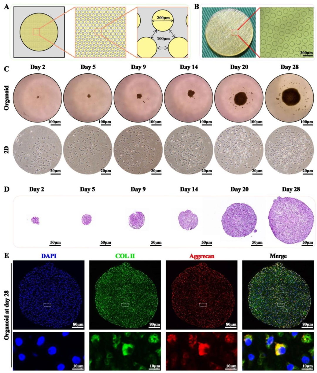 图 2:基于琼脂糖平台的软骨类器官发育