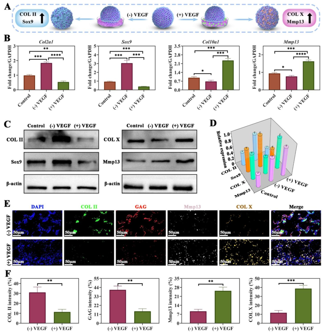 图 3:VEGF 对软骨类器官分化的调控