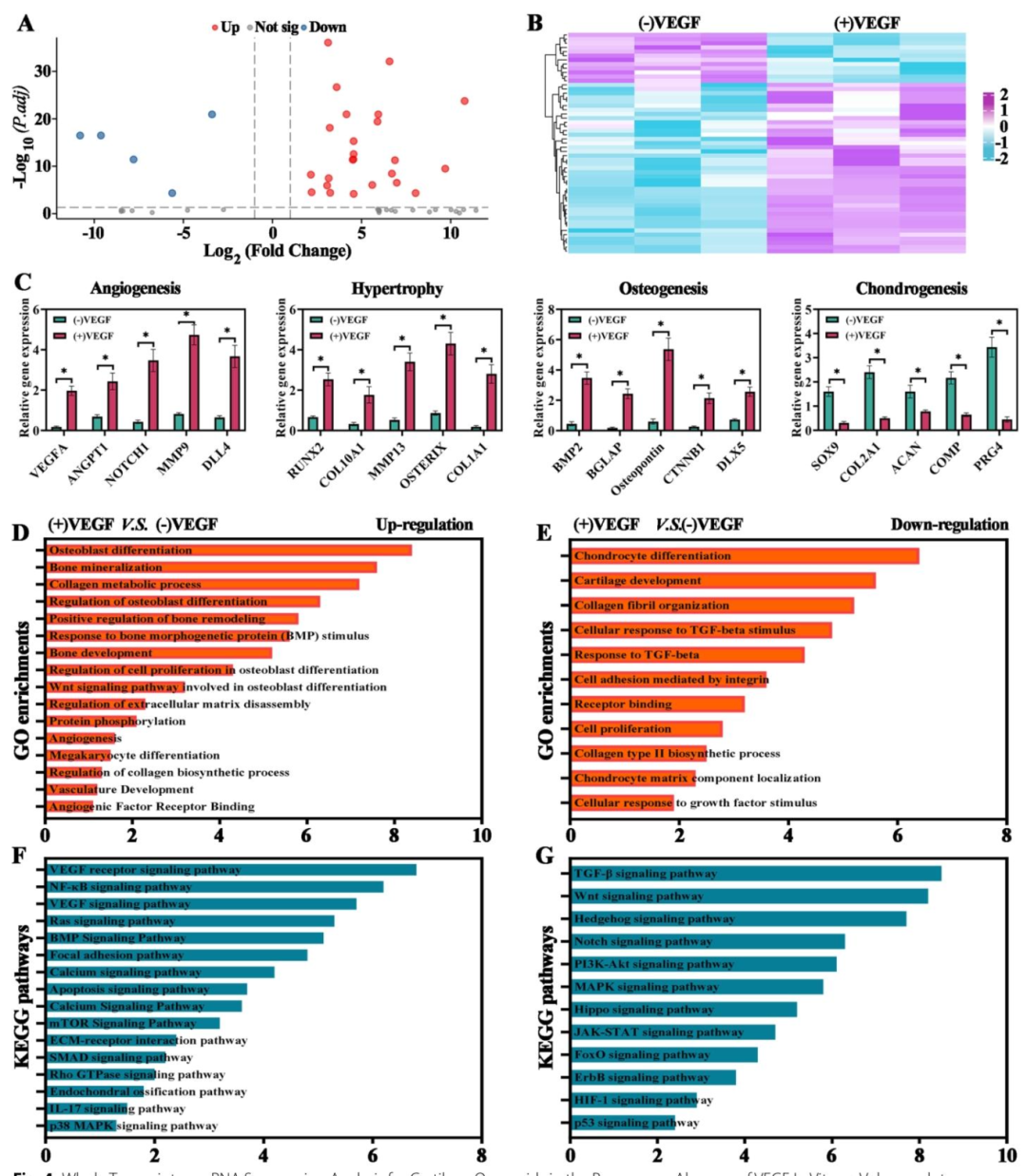 图 4:类器官差异基因表达分析