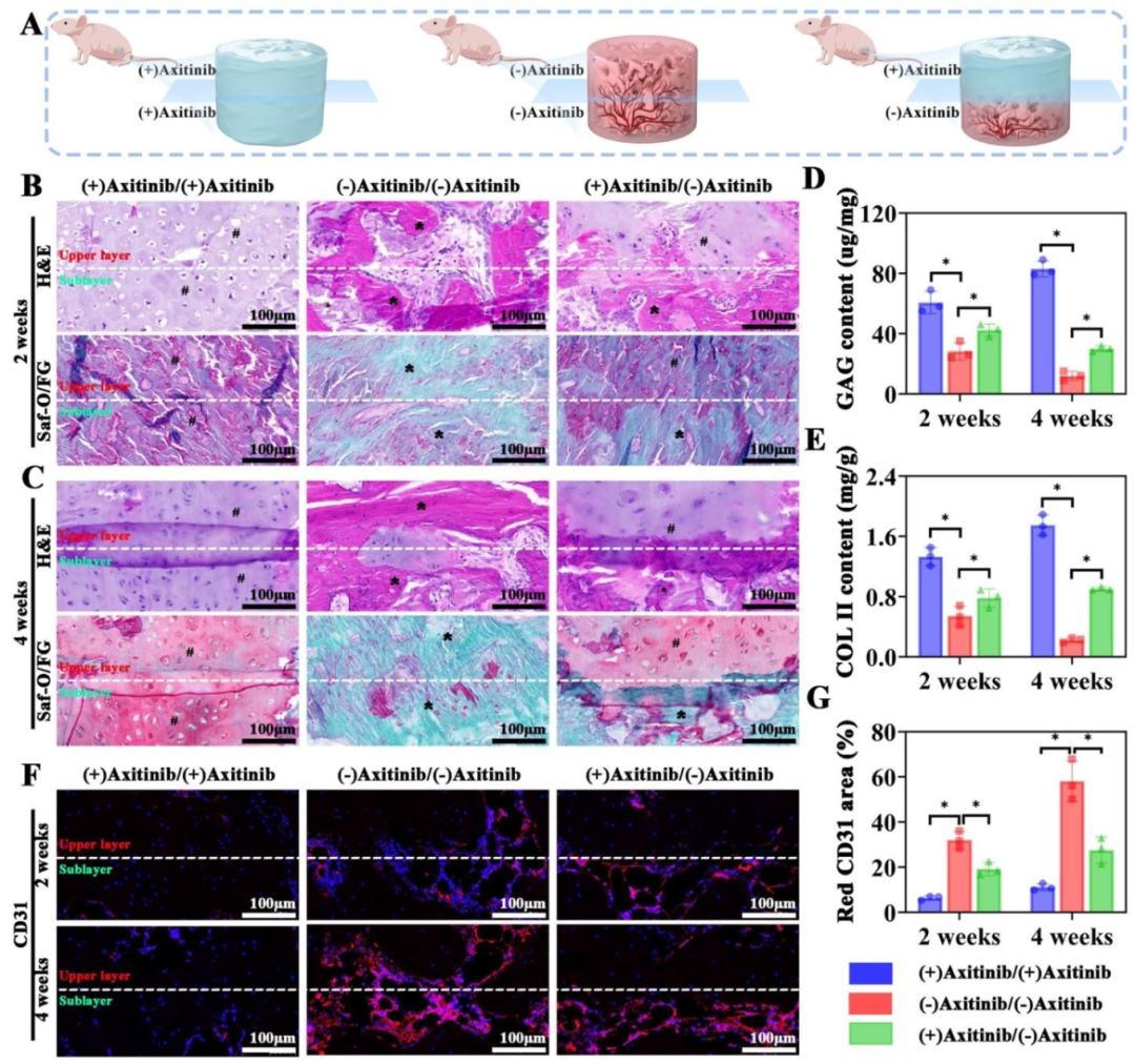 图 5:裸鼠体内类器官 / GelMA 复合物的分化
