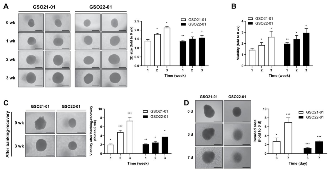 图 3：GSOs 的体外功能特征