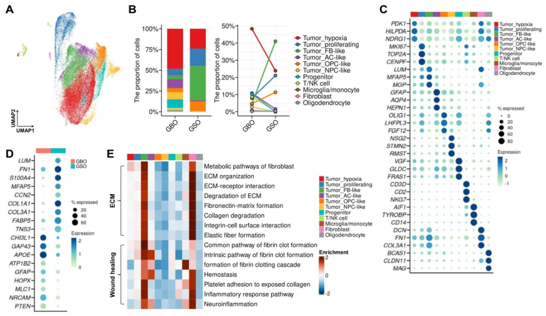 图 5：scRNA-seq 揭示 GSOs 与 GBOs 的转录组差异