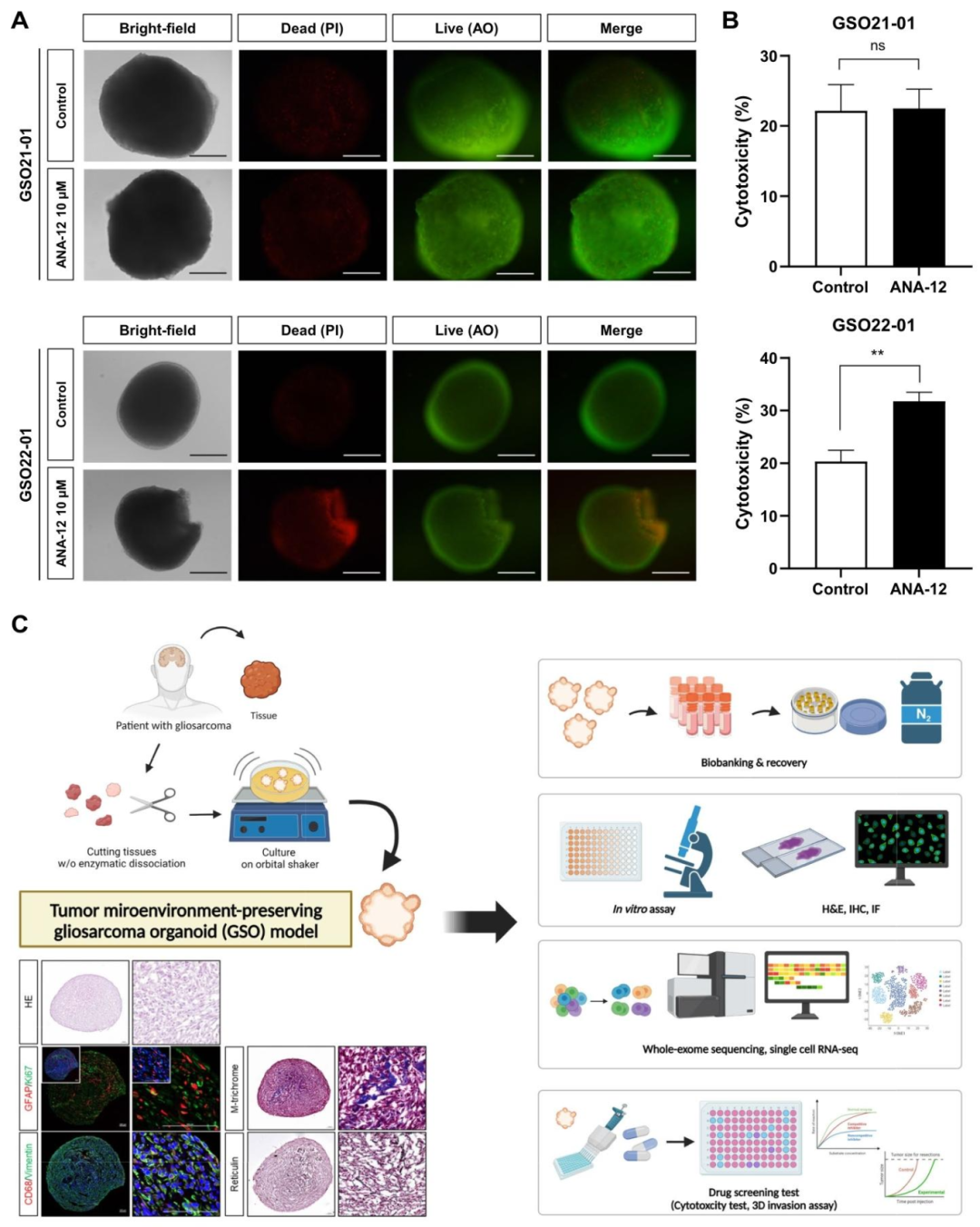图 6：GSOs 的药物响应实验