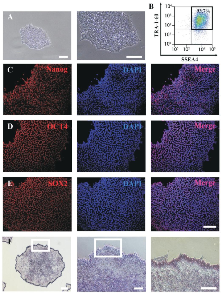 图 1：人胚胎干细胞的鉴定