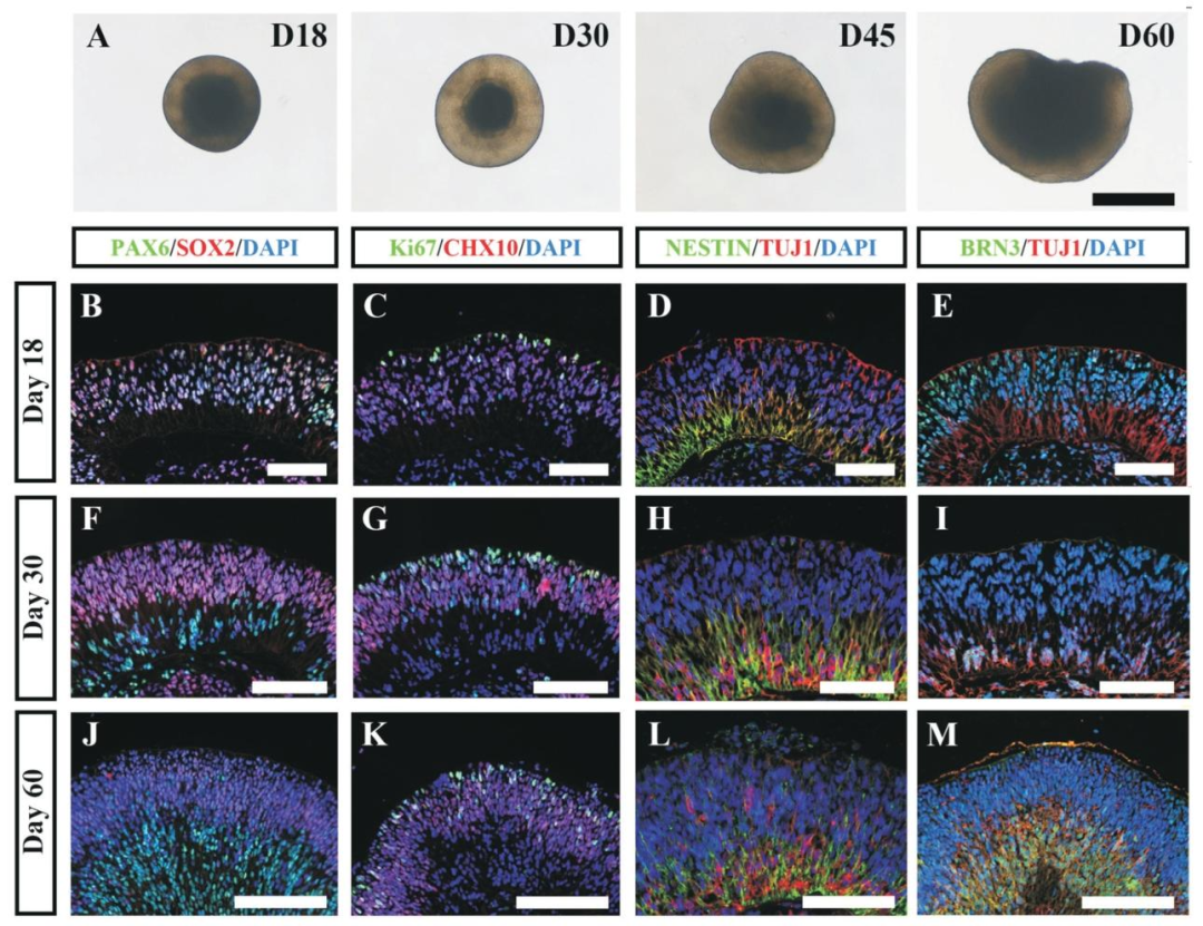 图 2：视网膜类器官的发育过程