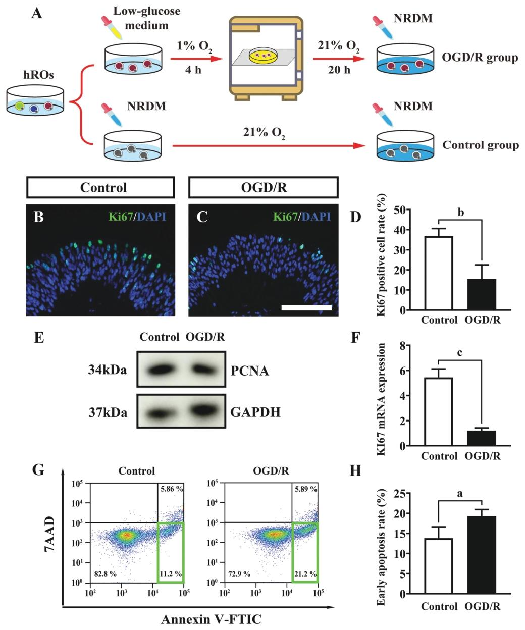 图 3：第 18 天 OGD/R 处理对视网膜细胞增殖的影响