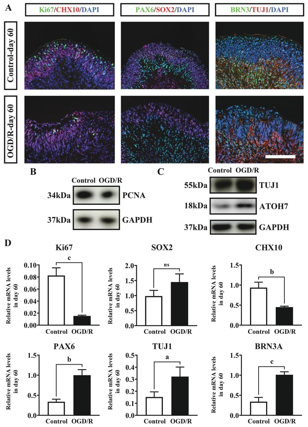 图 7：第 18 天处理组至第 60 天的恢复情况
