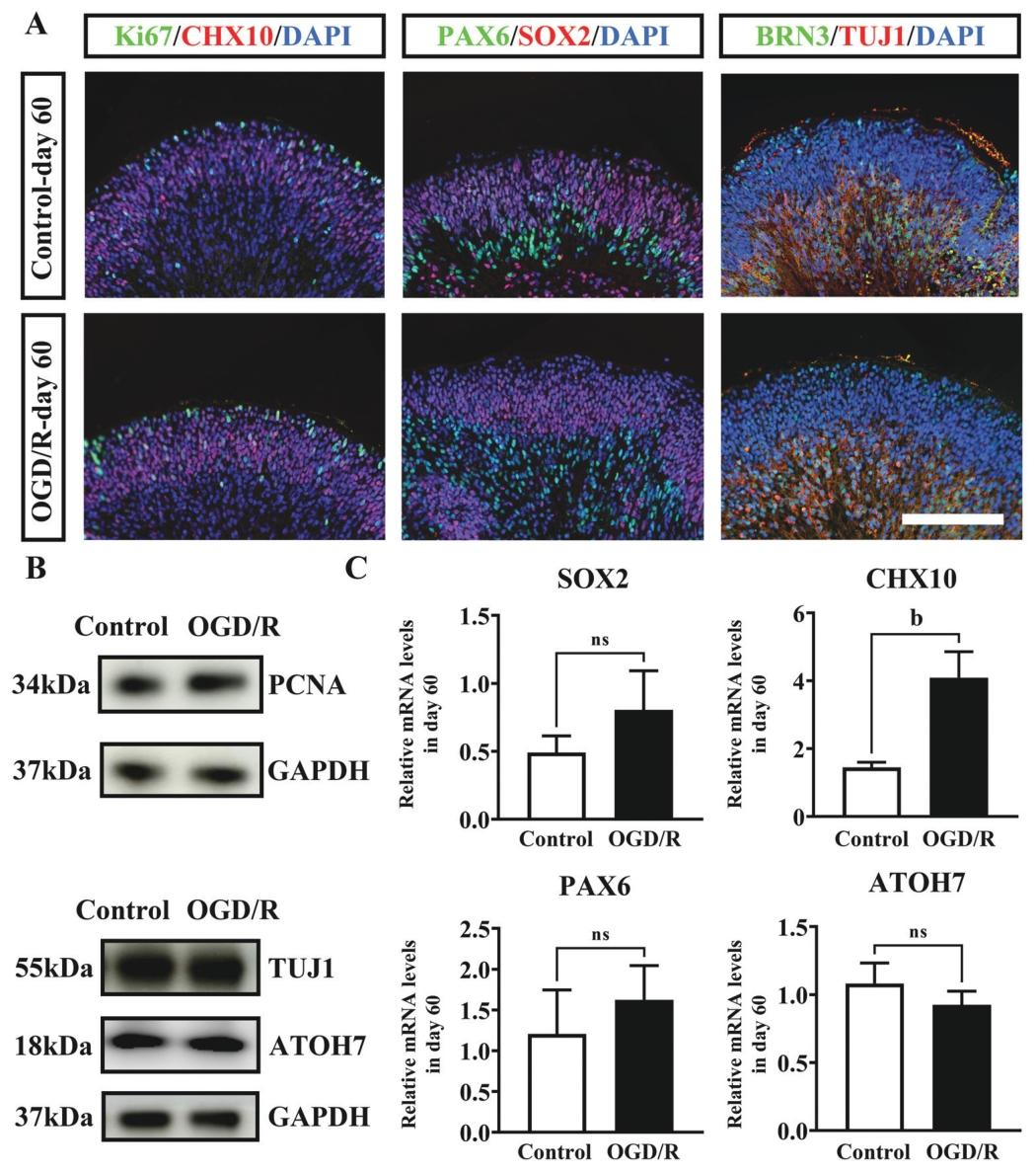 图 8：第 30 天处理组至第 60 天的恢复情况