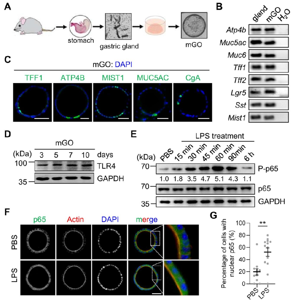 图 1：小鼠胃类器官的建立及对 LPS 的响应