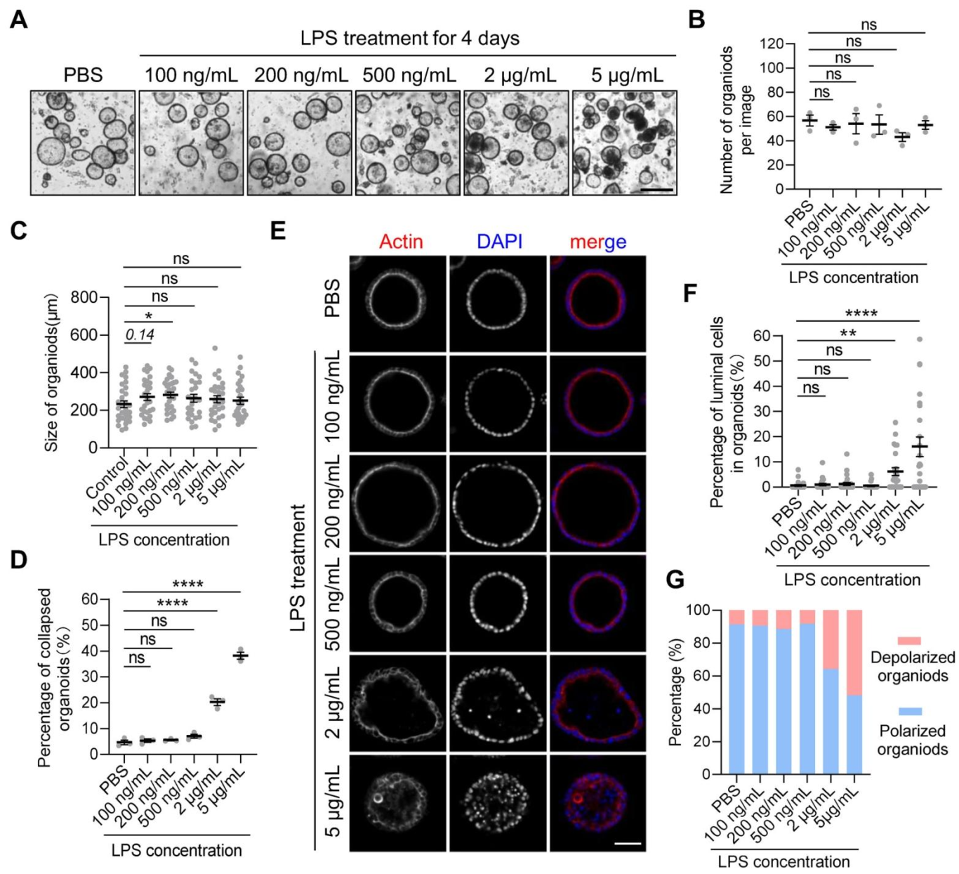 图 2：LPS 对小鼠胃类器官结构完整性和细胞极性的影响