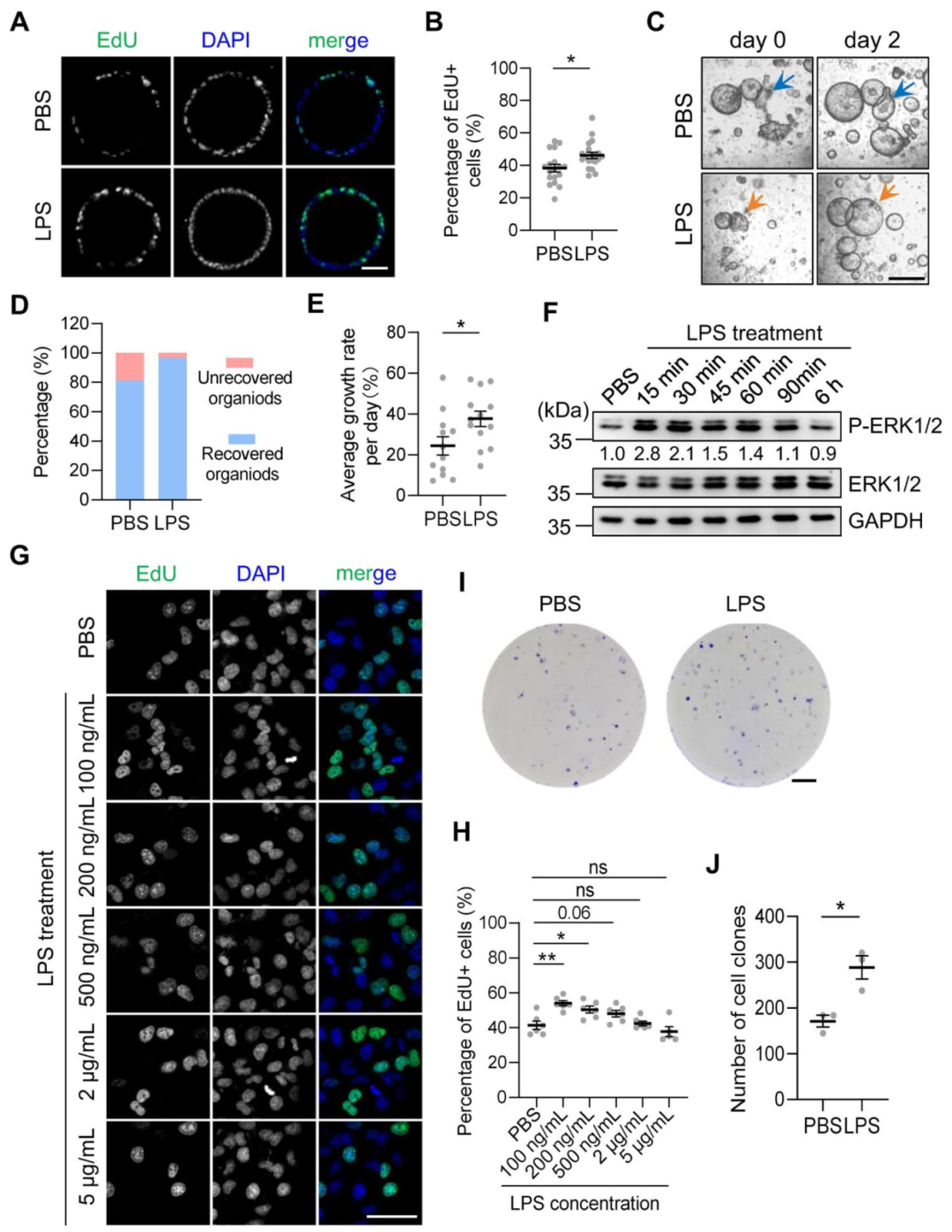图 3：低浓度 LPS 促进胃类器官细胞增殖
