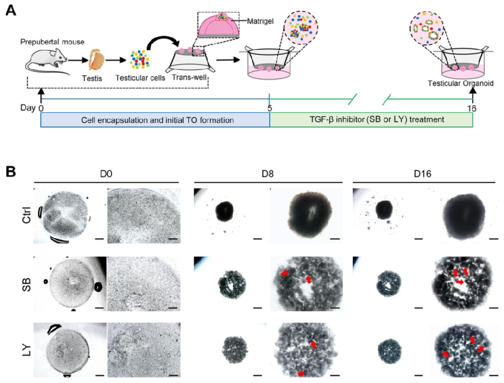 图 1：TGF-β 抑制下睾丸类器官的发育过程