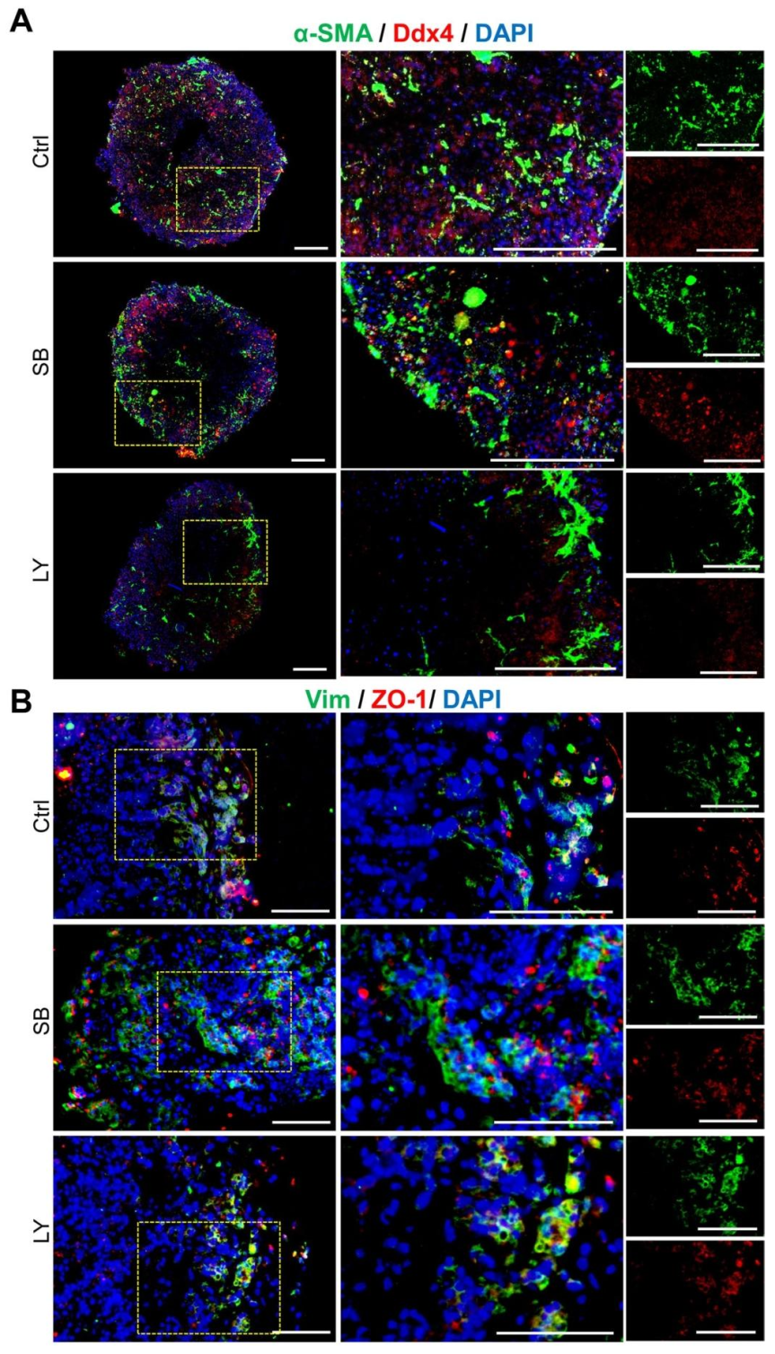 图 4：睾丸细胞特异性标志物的免疫荧光分析