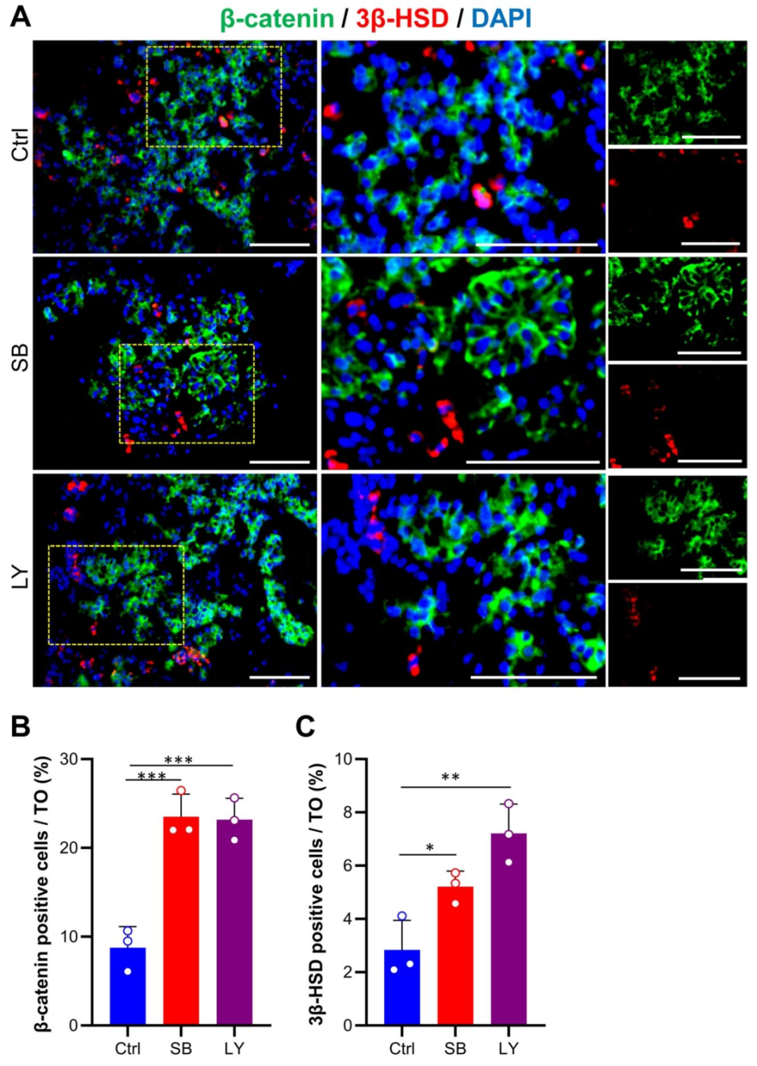 图 5：支持细胞与间质细胞的分布