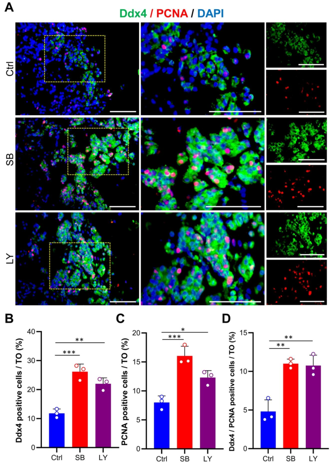 图 6：增殖精原细胞的检测