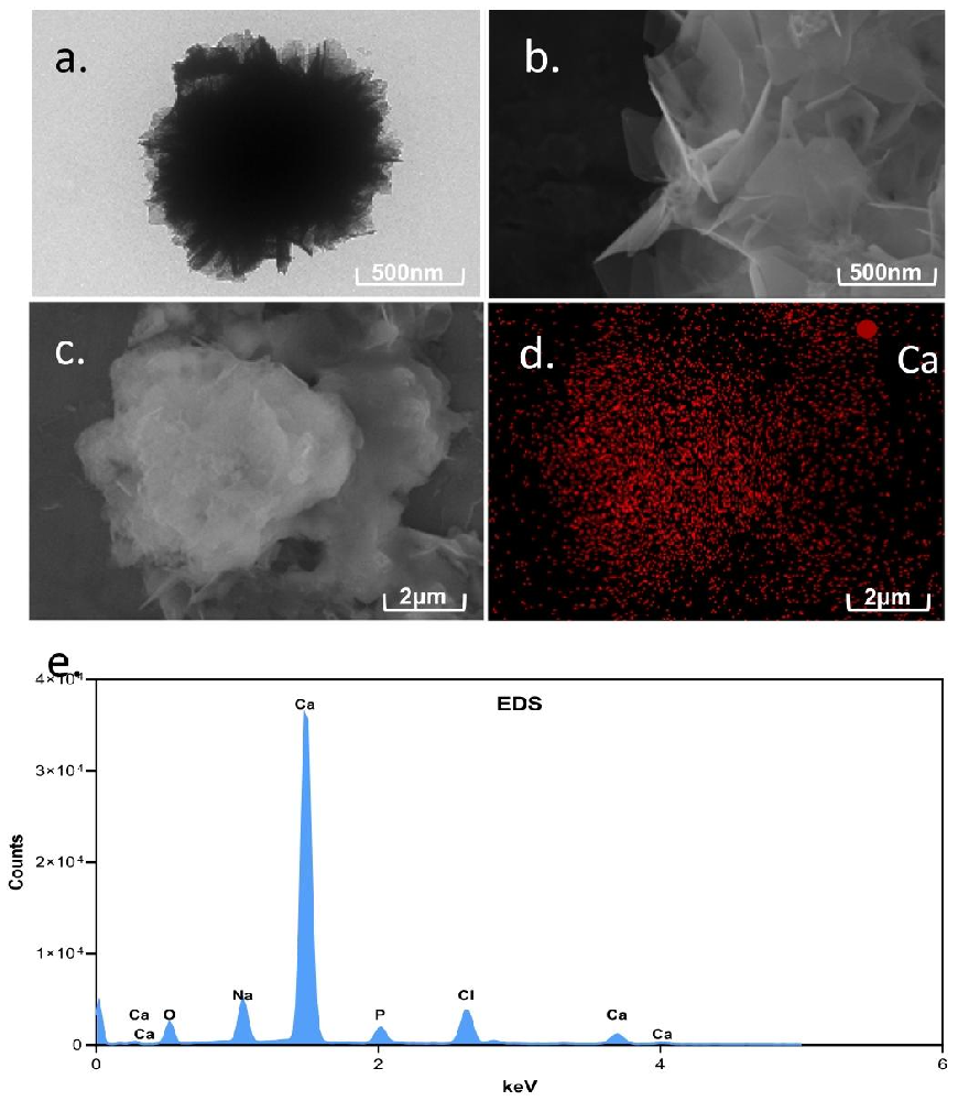 图 1：FLuc@NFs 的结构表征图(TEM、SEM、EDS 元素 mapping 及 EDS 光谱)
