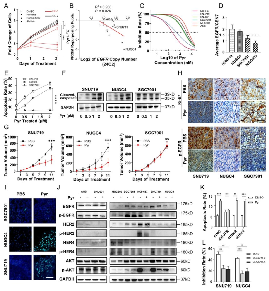 图1:吡咯替尼选择性抑制高 EGFR 拷贝数胃癌