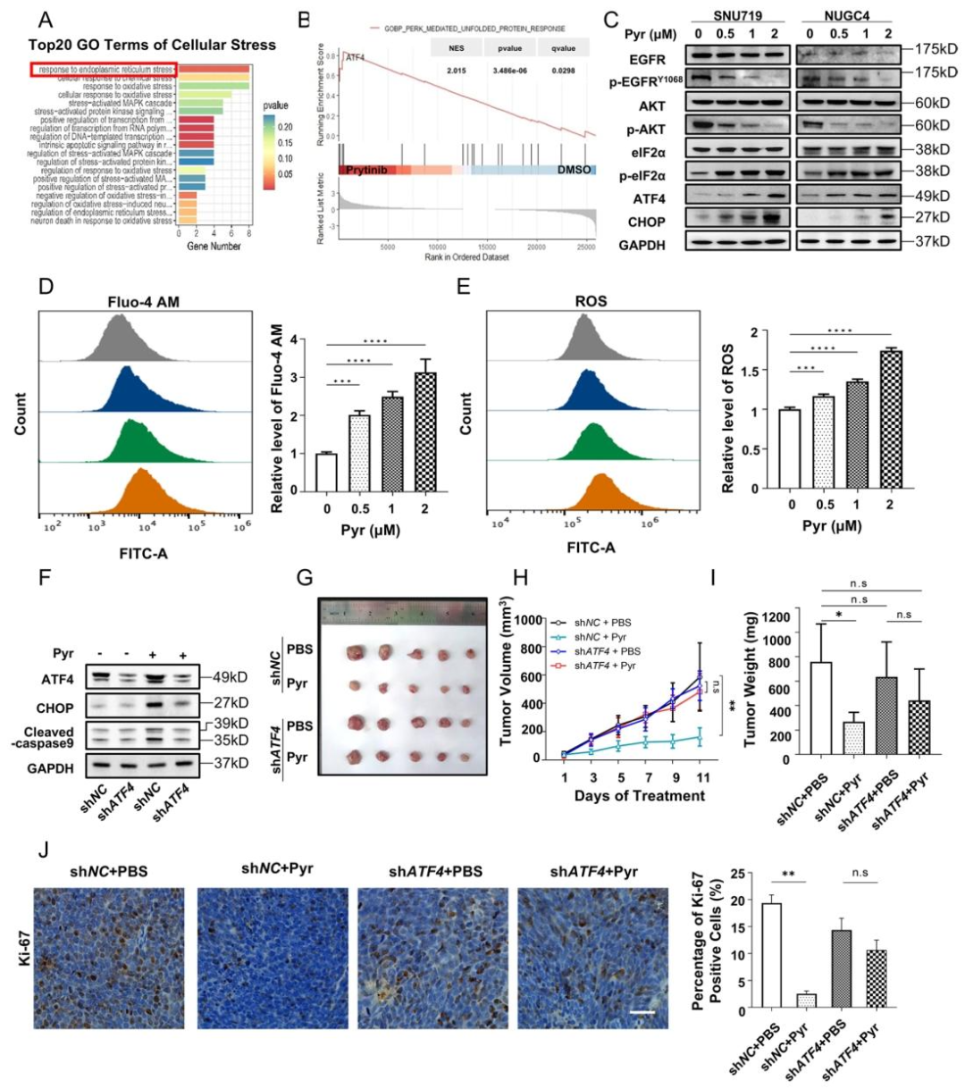 图3:吡咯替尼通过 PERK/eIF2α/ATF4/CHOP 轴诱导 ER 应激凋亡