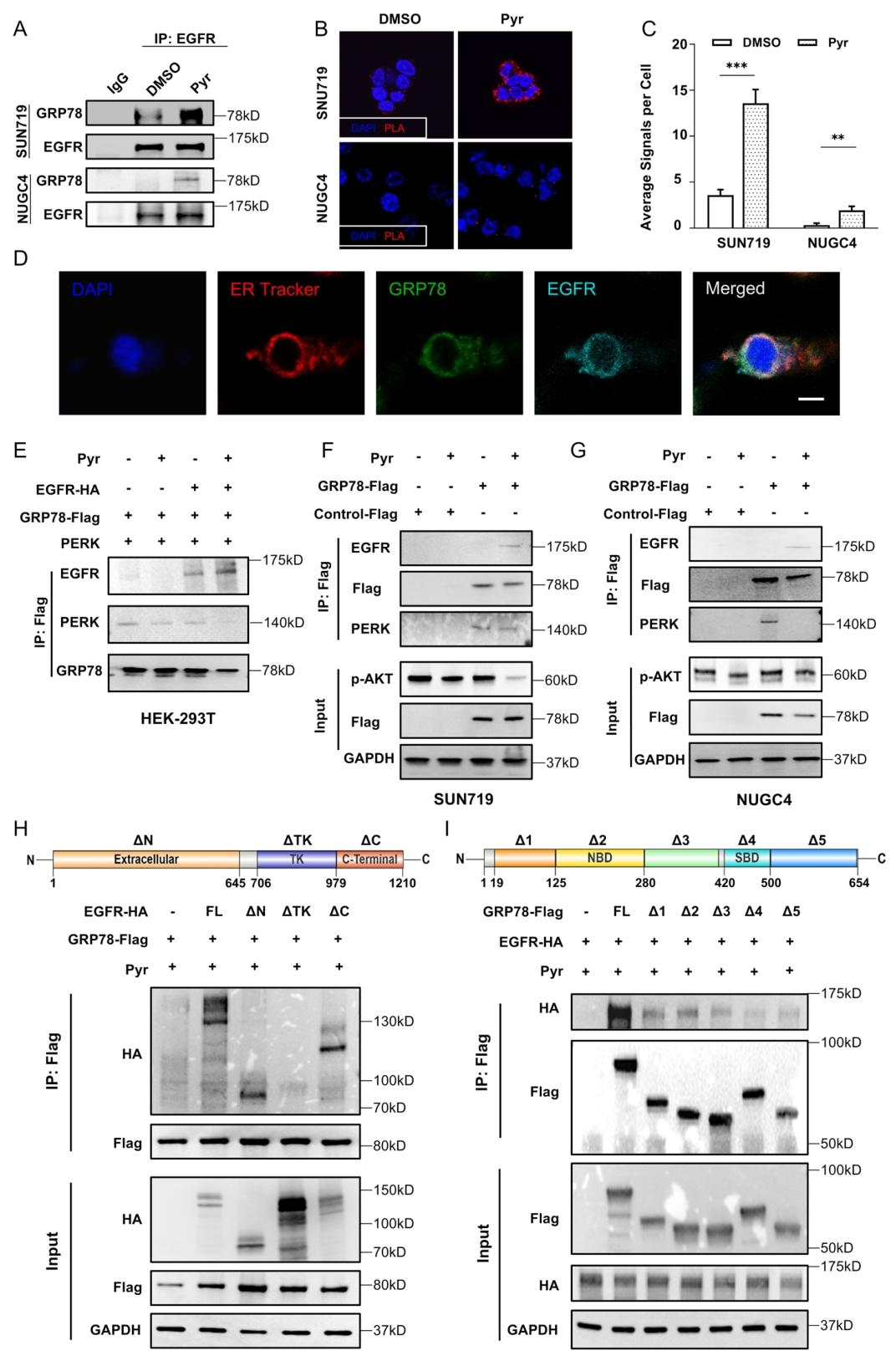 图5:吡咯替尼诱导 EGFR 向 ER 转移并与 GRP78 结合