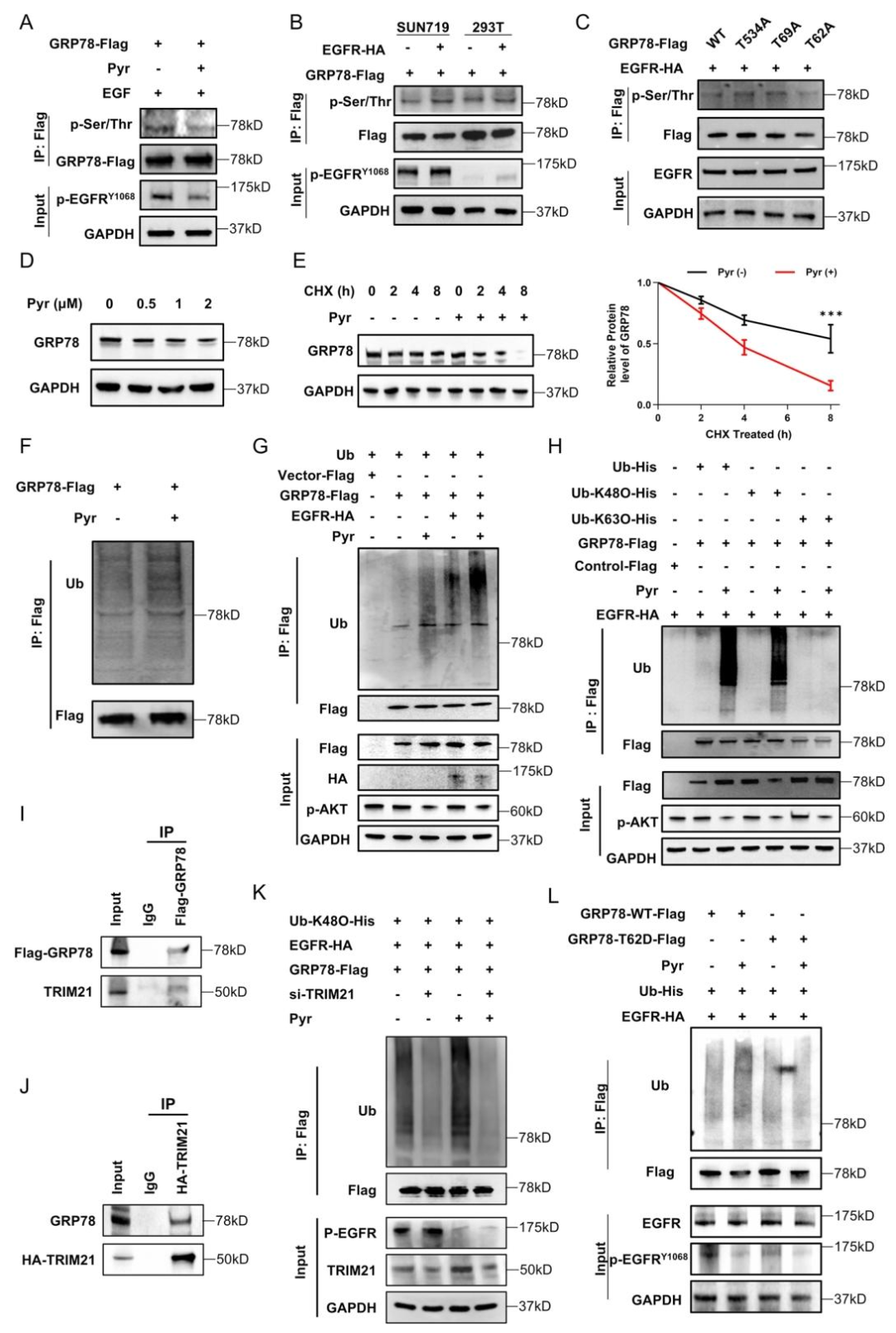 图6:吡咯替尼抑制 GRP78 Thr62 磷酸化并促进其 K48 泛素化降解