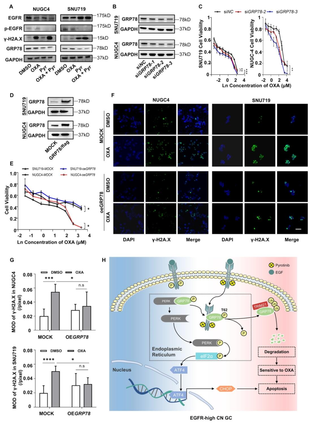 图7:GRP78 抑制增强奥沙利铂敏感性