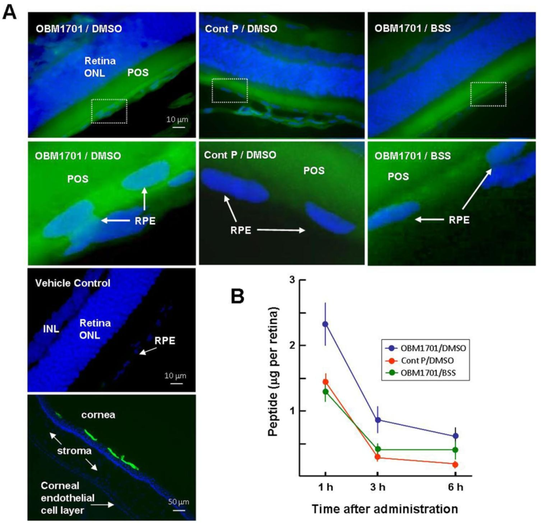 图3：局部应用 OBM1701 可进入大鼠视网膜并富集于 RPE