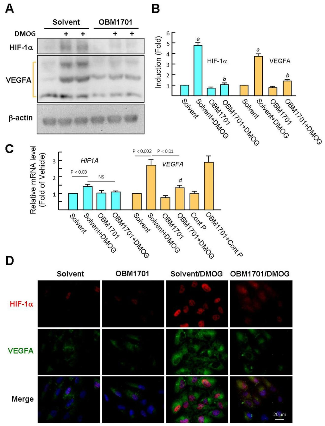 图4：OBM1701 抑制 DMOG 诱导的 ARPE-19 细胞 HIF-1α/VEGF 表达