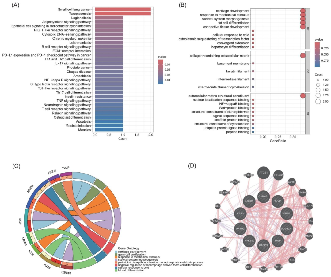 图2：关键基因的功能富集分析