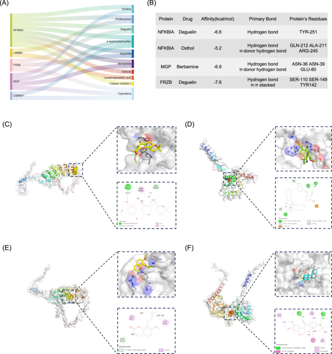 图5：潜在药物预测与分子对接