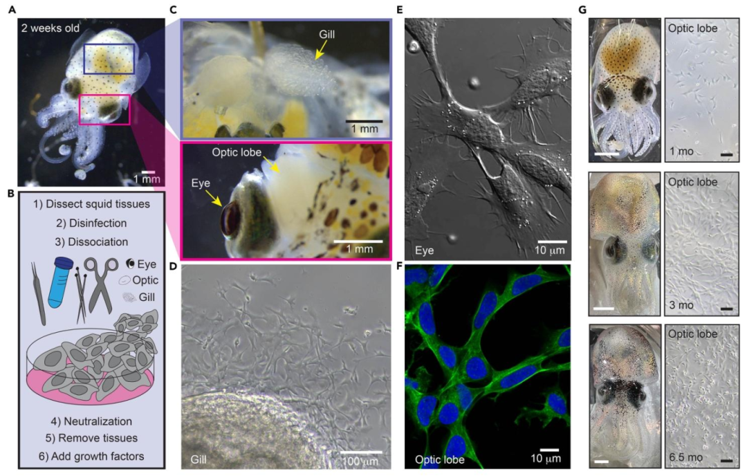 图2：不同组织和年龄的鱿鱼原代细胞分离情况
