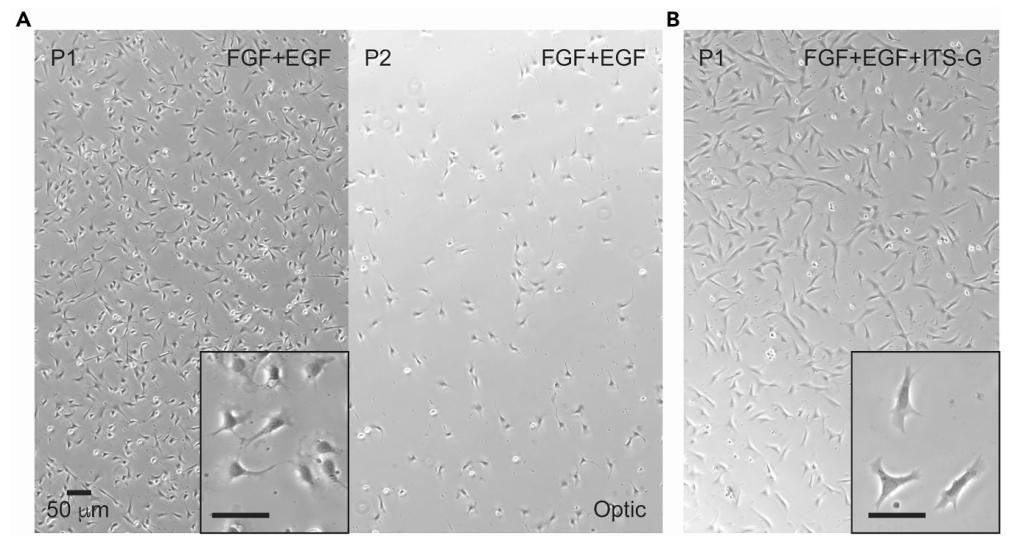 图4：鱿鱼细胞培养条件优化与传代能力