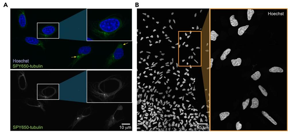 图5：鱿鱼原代细胞的 fibroblast-like 形态特征