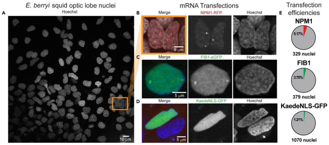 图7：鱿鱼原代细胞的 mRNA 转染效率