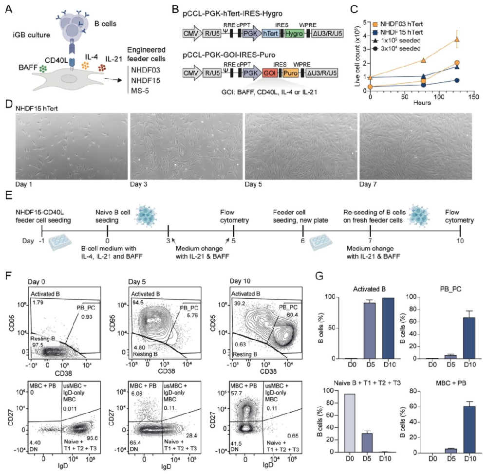 图1:人原代 B 细胞共培养系统的建立