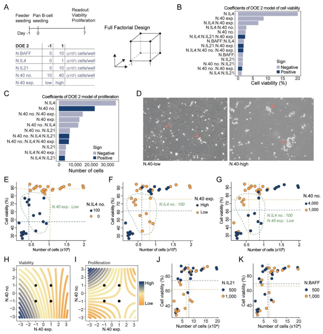 图3:饲养细胞传递细胞因子对 B 细胞的影响(DOE2)